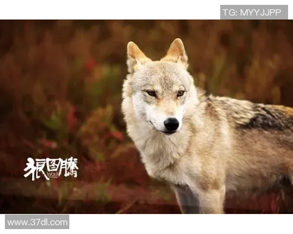 布林狮子迎战休斯顿城全力争胜展现球队实力与风采